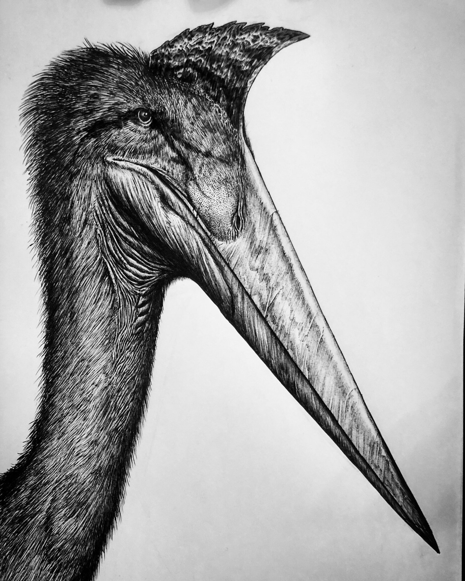 Quetzalcoatlus - Image 2