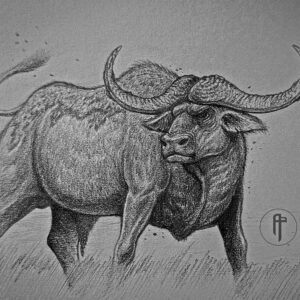 Cape Buffalo